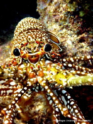 Spiny Lobster off of Islamorada by Ryan Magee 
